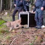 Nella Foresta di Tarvisio il rilascio di un esemplare di lince