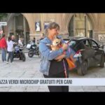 Palermo. A piazza Verdi microchip gratuiti per cani