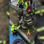 Milano, Vigili del Fuoco recuperano capriolo dalle acque del Naviglio