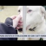 Bagheria. Campagna gratuita di sterilizzazione dei cani e gatti randagi