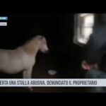 Catania. Scoperta una stalla abusiva. Denunciato il proprietario