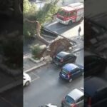 Maltempo a Palermo. Alberi caduti e ingenti danni in Via Lanza di Scalea